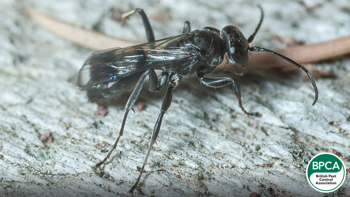 Spider wasp Pompilidae identification in the UK